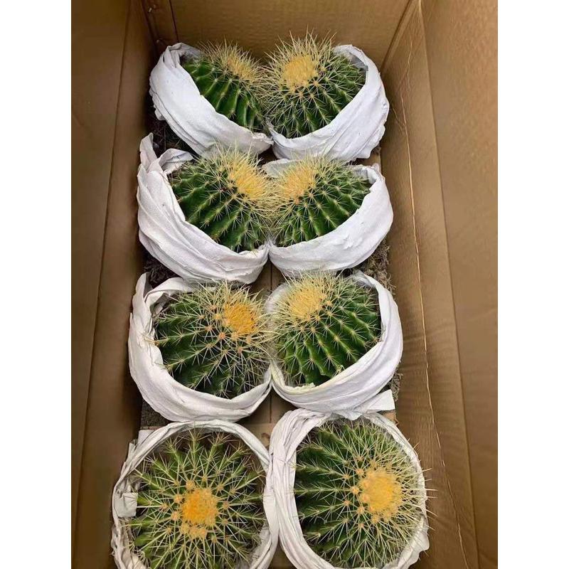 基地直供仙人球多肉植物花卉居家绿植花卉盆栽金琥8装