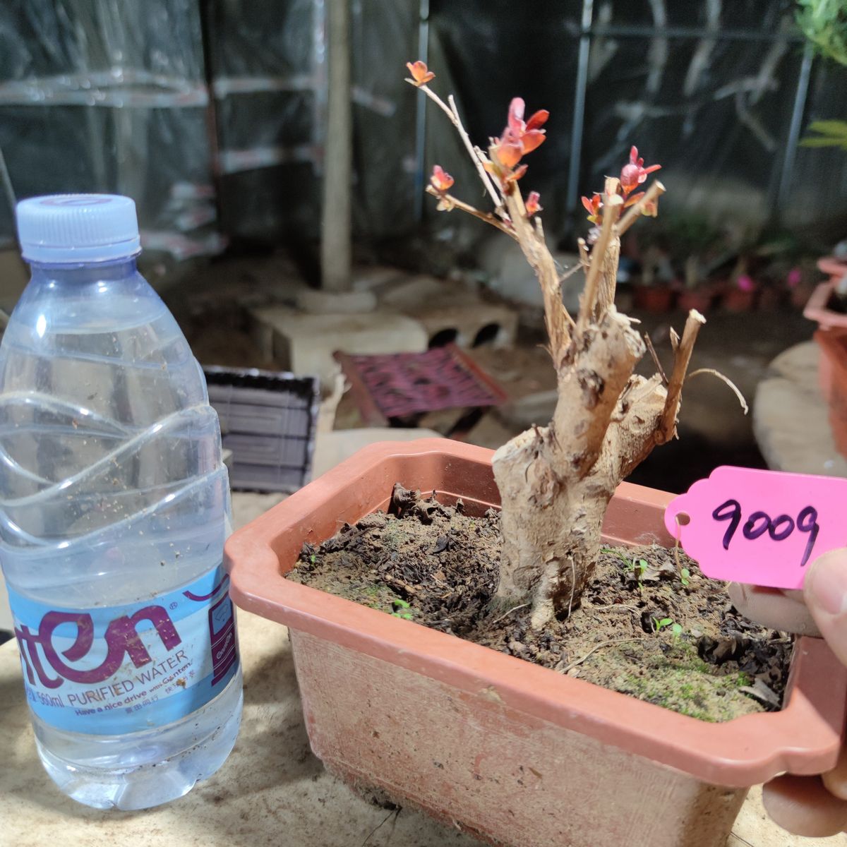 红花紫薇一物一拍9009