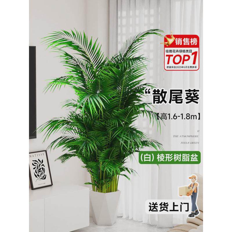 散尾葵盆栽室内植物客厅办公室高级感凤尾竹大型绿植落地四季好养