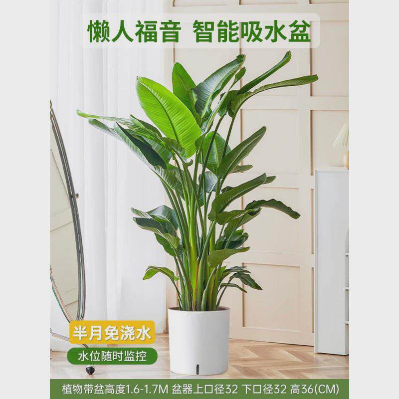 客厅放的大棵绿植老板办公室绿植落地好养活店铺开业绿植大型盆栽