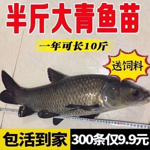 螺蛳青鱼苗特大型20公分半斤食用乌黑皖淡水养殖灰草鱼螺丝青鱼苗