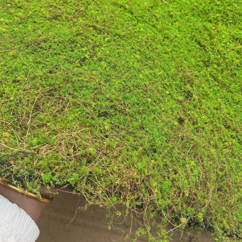 新款曲丝仿真苔藓橱窗微景观人工造景绿植婚庆户外假草皮坪地毯