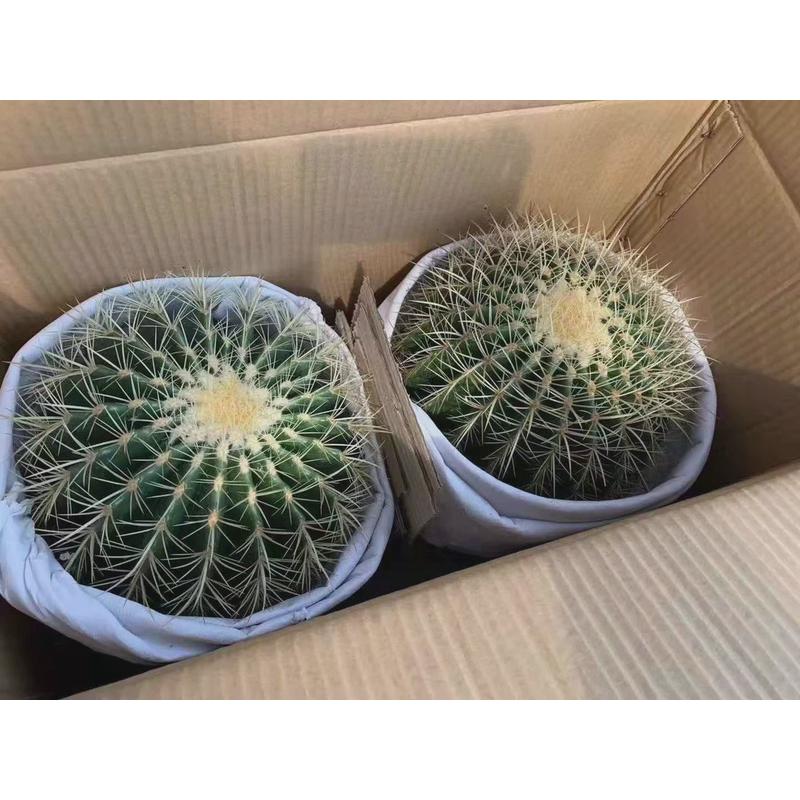 基地仙人球盆栽花卉居家绿植花卉盆栽直供多肉植物金琥2装
