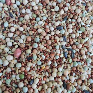 粮良德易a级鸽子玉米幼鸽鸽粮无粮信鸽观赏鸟食鸽子饲料50斤包邮