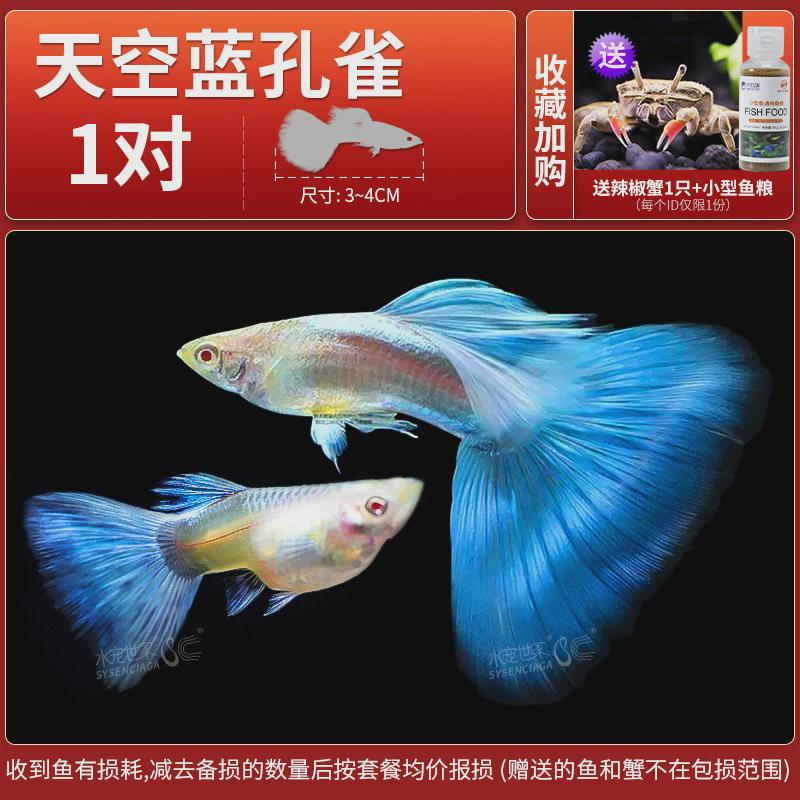天空蓝缎带大尾大C孔雀鱼纯种小型热带观赏鱼胎生小鱼凤尾小鱼