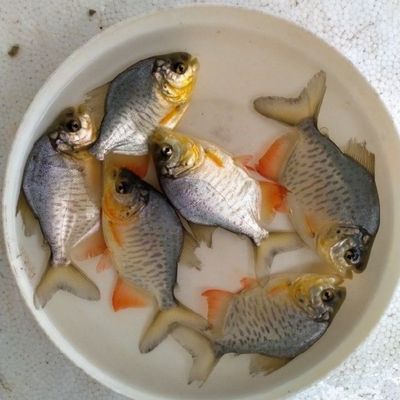 热销淡水鲳鱼苗白鲳鱼苗红鲳鱼苗热带鱼苗食用鲳鱼苗包邮