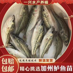 优质鲈鱼苗加州鲈鱼大规格路亚苗大口黑鲈冷水包活包邮淡水