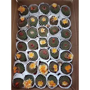 【基地直供】家居花卉植物盆栽花卉绿植仙人球植物南国玉