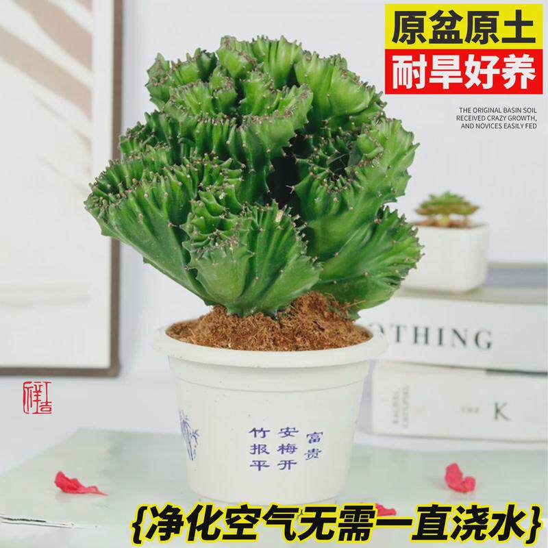 玉麒麟盆栽带根麒麟植物多肉大颗好养室内盆栽彩麒麟龙骨稀有品种