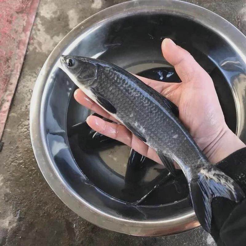 螺蛳青鱼苗特大型20公分半斤食用乌黑皖淡水养殖灰草鱼螺丝青鱼苗