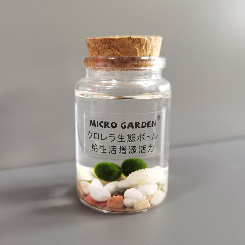 马里莫海藻球marimo生态瓶水培植物小型迷你苔藓球微景观DIY水草