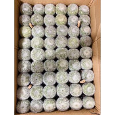 基地直供家居室内植物花卉盆栽雪光植物盆栽白仙人球