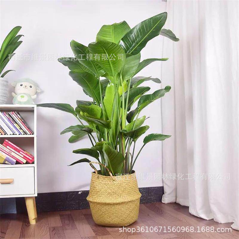 天堂鸟盆栽室内耐寒植物观叶客厅落地喜阴新奇大型四季常青绿植