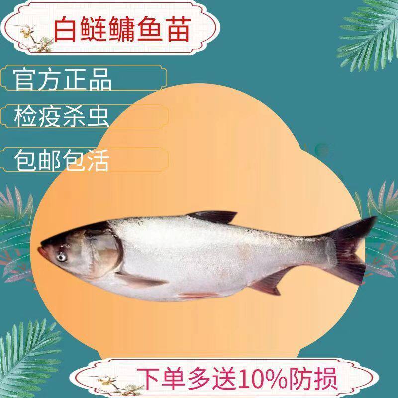 优质苗鱼苗特大号半斤八两鲢鳙水鲢花鲢鱼白鲢淡水草鱼花白鲢食用