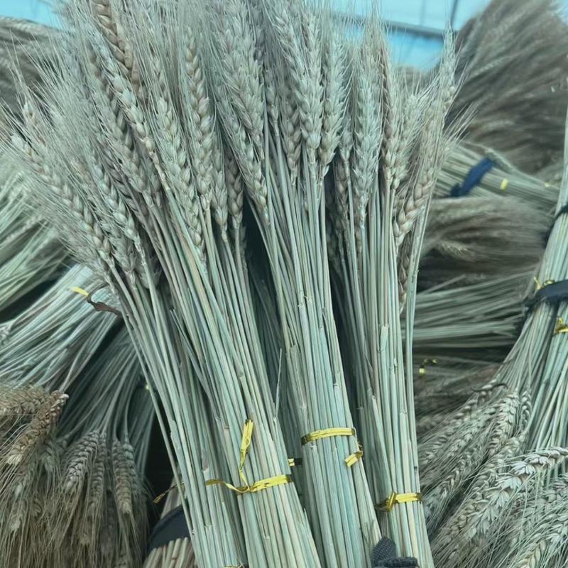 热销麦穗大号干花开业场景田园风天然植物原色仿真花拍照道具自然