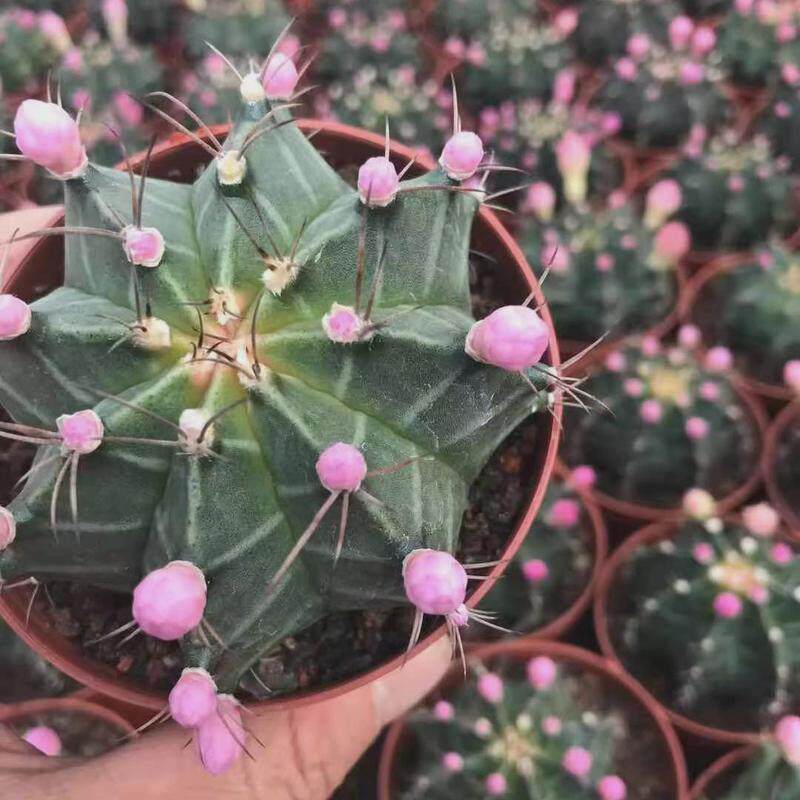 【基地直供】多肉锦家居仙人球多肉植物花卉瑞云牡丹植物盆栽