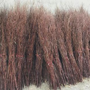 天然龙柳干枝曲柳树枝落地桑玄关隔断橱窗龙装饰干花婚庆拱门