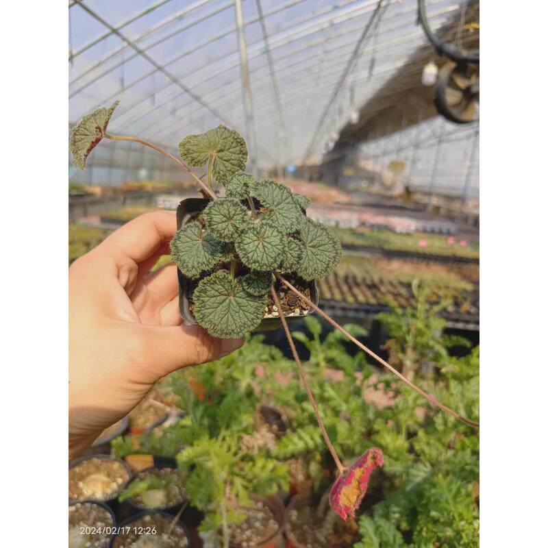 圆叶洋葵菊属块根植物懒人绿植仙人球多肉