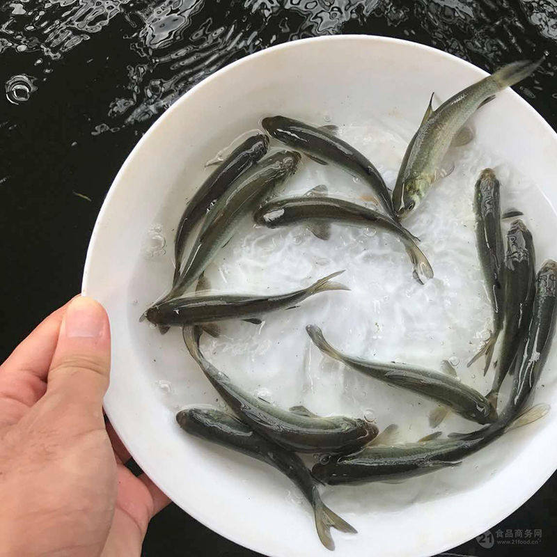 螺蛳水产鱼苗特大号螺丝青鱼水池水库鱼塘乌青养殖垂钓园包活到手
