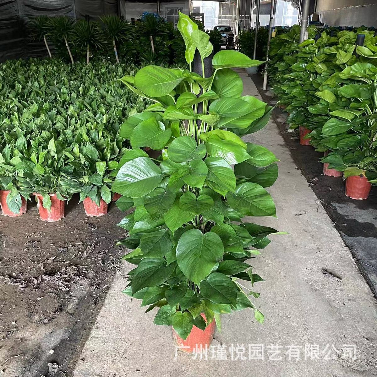 大叶绿萝绿植盆栽厂家办公室柱客厅净化空气植物真树绿化绿航批发