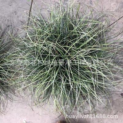 仿真草仿真仿真细草叶茅草杂草草堆装饰造景草丛堆狗尾巴草盆栽