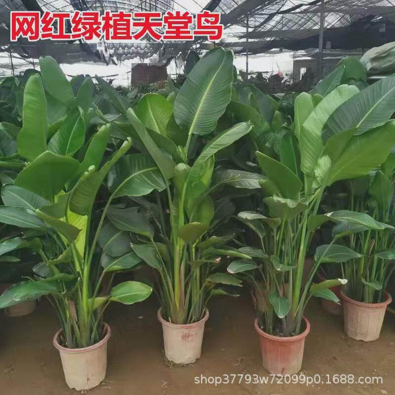 天堂鸟盆栽客厅绿植好养大型花卉室内办公室轻奢绿色植物鹤望兰苗