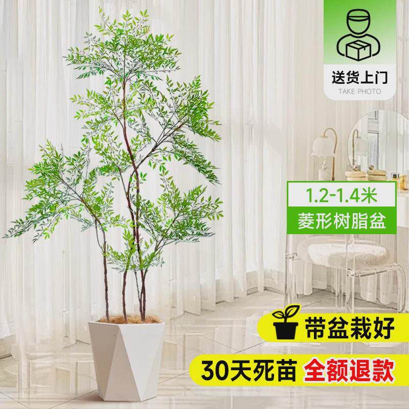 南天竹盆栽客厅真树绿植办公室内沙发边大型落地旺宅真花大号植禄