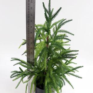 饰 仿真圣诞诺福克松树绿植盆栽桌面摆件人造圣诞树客厅家居装