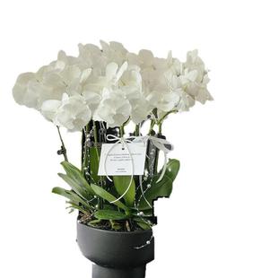 蝴蝶兰花卉植物带花大花客厅室内盆栽好养真花年宵花大花蕙兰新年