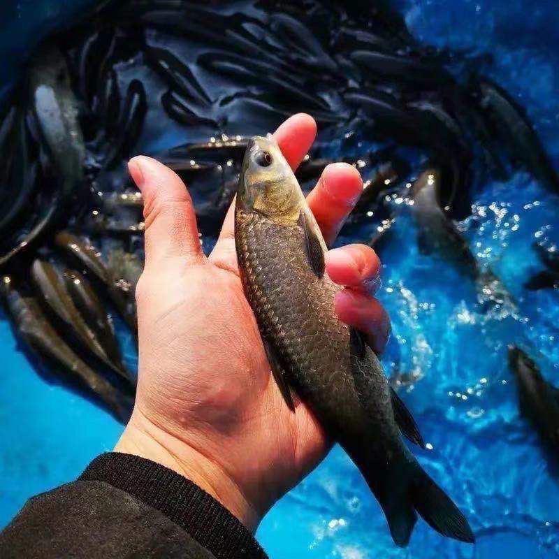 螺蛳青鱼苗特大型20公分半斤食用乌黑皖淡水养殖灰草鱼螺丝青鱼苗