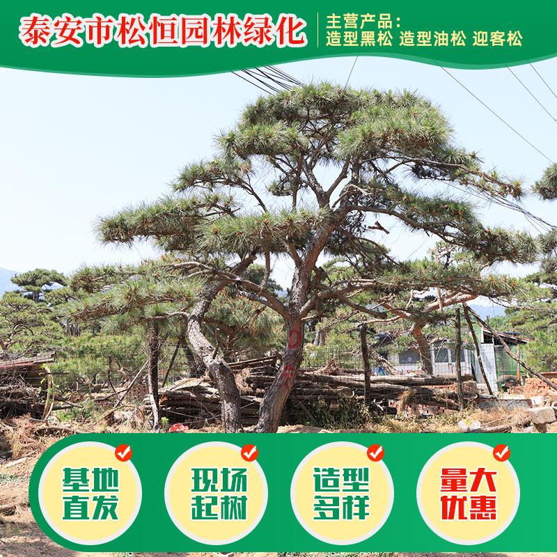 基地直供造型观赏树绿化工程用常绿迎客松树庭院绿植乔木景观树