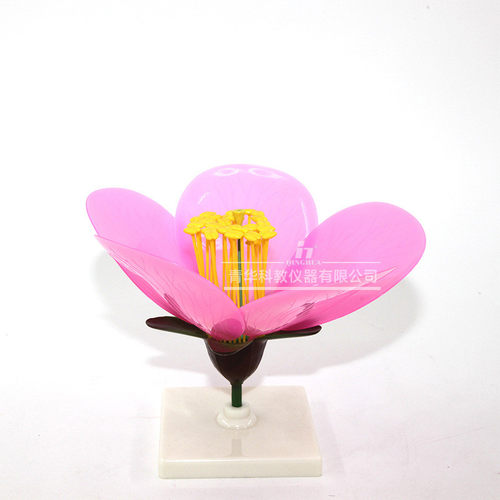 内部结构模型桃花花蕊花瓣桃花桃花构造放大模型初中高中生物实验