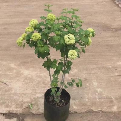 欧洲木绣球玫瑰花苗耐寒耐高温乔木植物庭院露台盆栽地栽花镜搭配