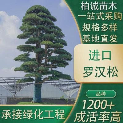 百万庭院进口罗汉松苗木工程绿化乔木园林花卉采购基地级造景树