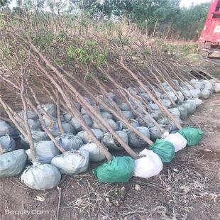 枣树处理当年结果10公分枣树大量有货裸根带土球均枣树可