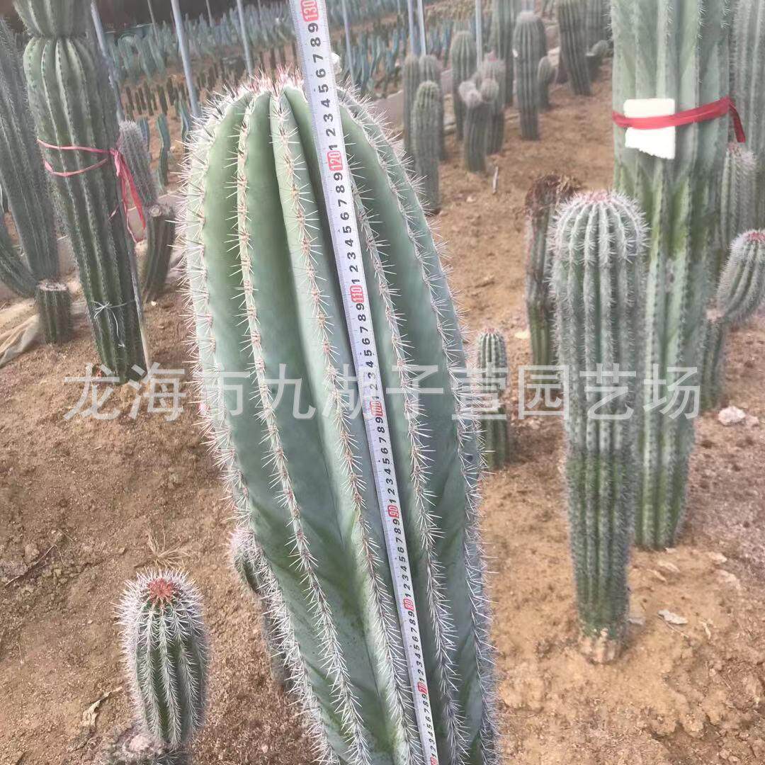 武伦柱幸福柱摩天柱仙人掌多肉植物景观造景盆栽景观沙生植物