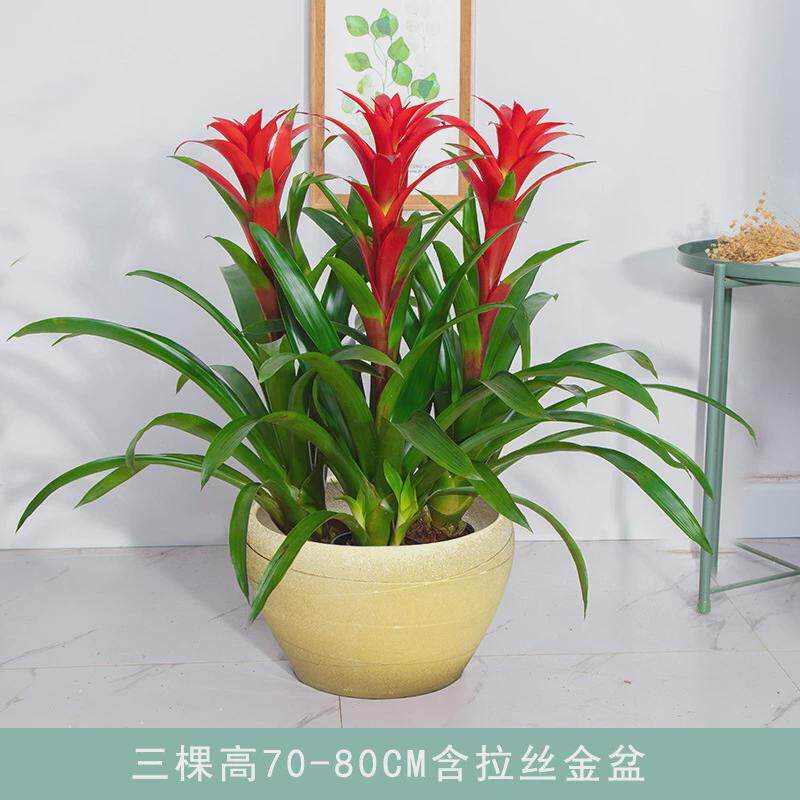 红运当头大盆景真花客厅室内大型绿植电视柜旁家养花卉植物寓意好