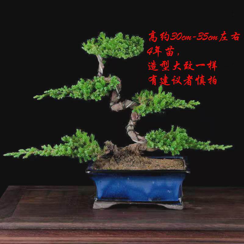 迎客松真树盆景地柏柏树绿植盆栽造型室内办公桌阳台