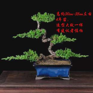 迎客松地绿植盆栽真树柏柏树盆景造型室内办公桌阳台