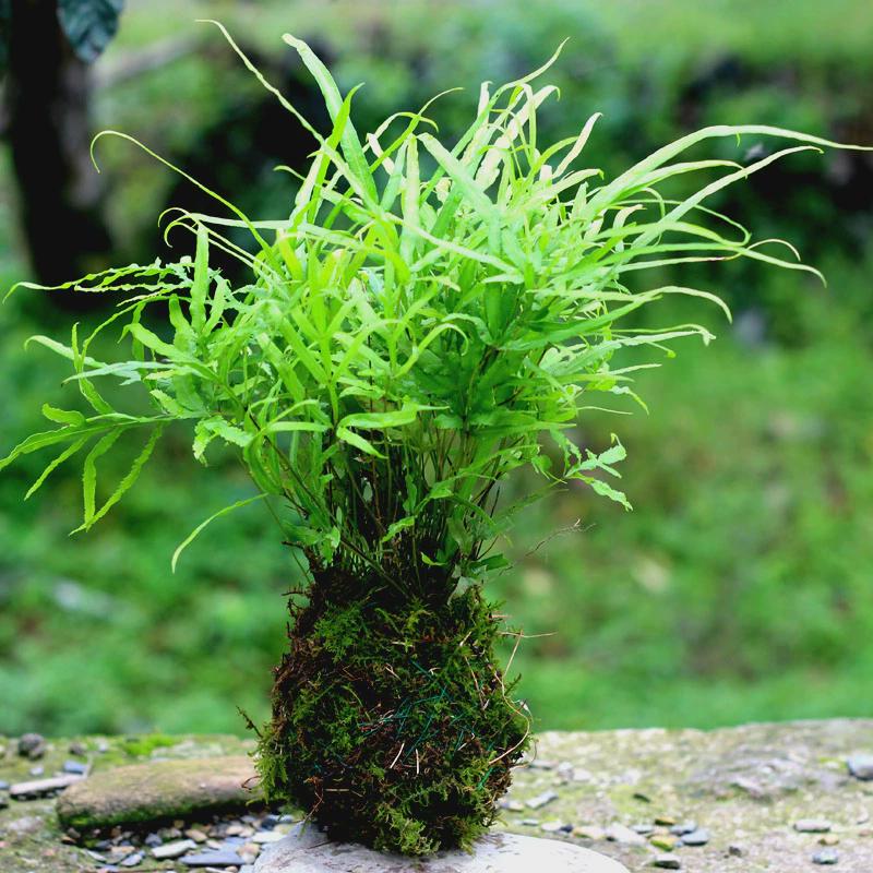 凤尾蕨小型蕨类植物荫生盆栽庭院绿化苗井口边草井兰凤尾蕨