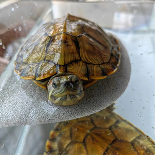 乌龟晒台加强款大缸用磁铁悬浮台喂食深水位超大号龟缸轻石晒背石