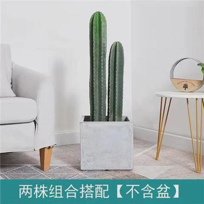仙人柱天尺盆栽北欧风室内大型客厅好养多肉植物无刺仙人掌绿植