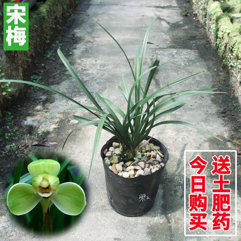 兰花苗皎月春兰边草铭品金边线艺春季带花苞室内绿植物花卉盆栽