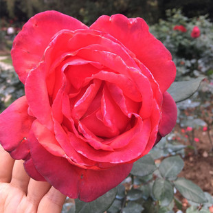 花苗盆栽绯扇四季 大红花浓香月季 阳台庭院玫瑰花卉植物花朵大直立