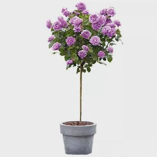 树状月季花苗庭院花卉阳台盆栽树形树桩大花浓香四季开棒棒糖玫瑰