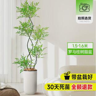 南天竹盆栽客厅真树绿植办公植沙发边大型落地旺宅真花大号禄室内