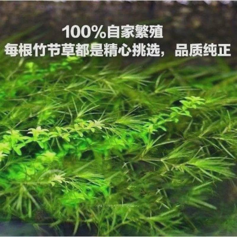 竹节草鱼缸孔雀鱼活淡水体观赏鱼小型带鱼小草绿菊小鱼躲避草