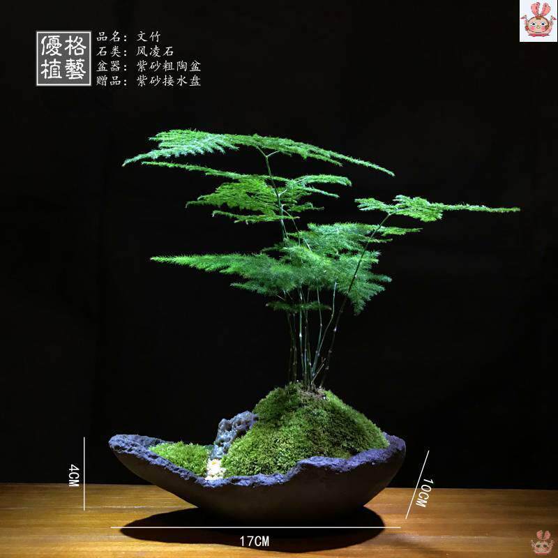 苔藓创意禅意室内日式文竹盆景菖蒲微型茶几盆栽茶桌小盆栽紫砂