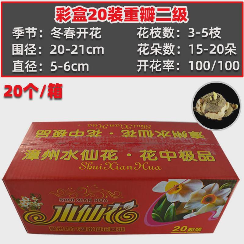 [叶连花]彩盒装水仙花种球花卉盆栽重瓣水培年宵单瓣绿植基地直供