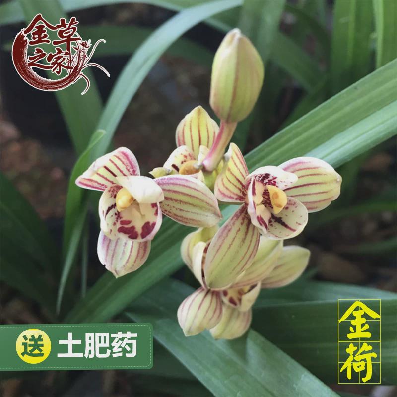 兰花苗皎月春兰艺草铭品金边线边春季带花苞室内绿植物花卉盆栽